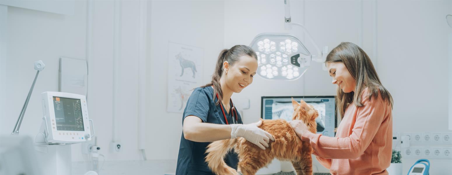 A vet and a pet parent examining a cat