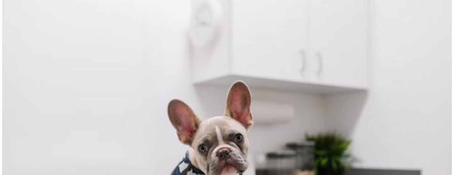 For veterinary professionals, content marketing is a great way to reach and expand a target audience. Learn more about different forms of content marketing and how Scorpion can help.