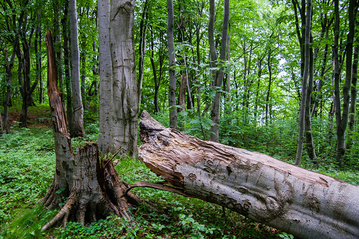 A fallen tree. 